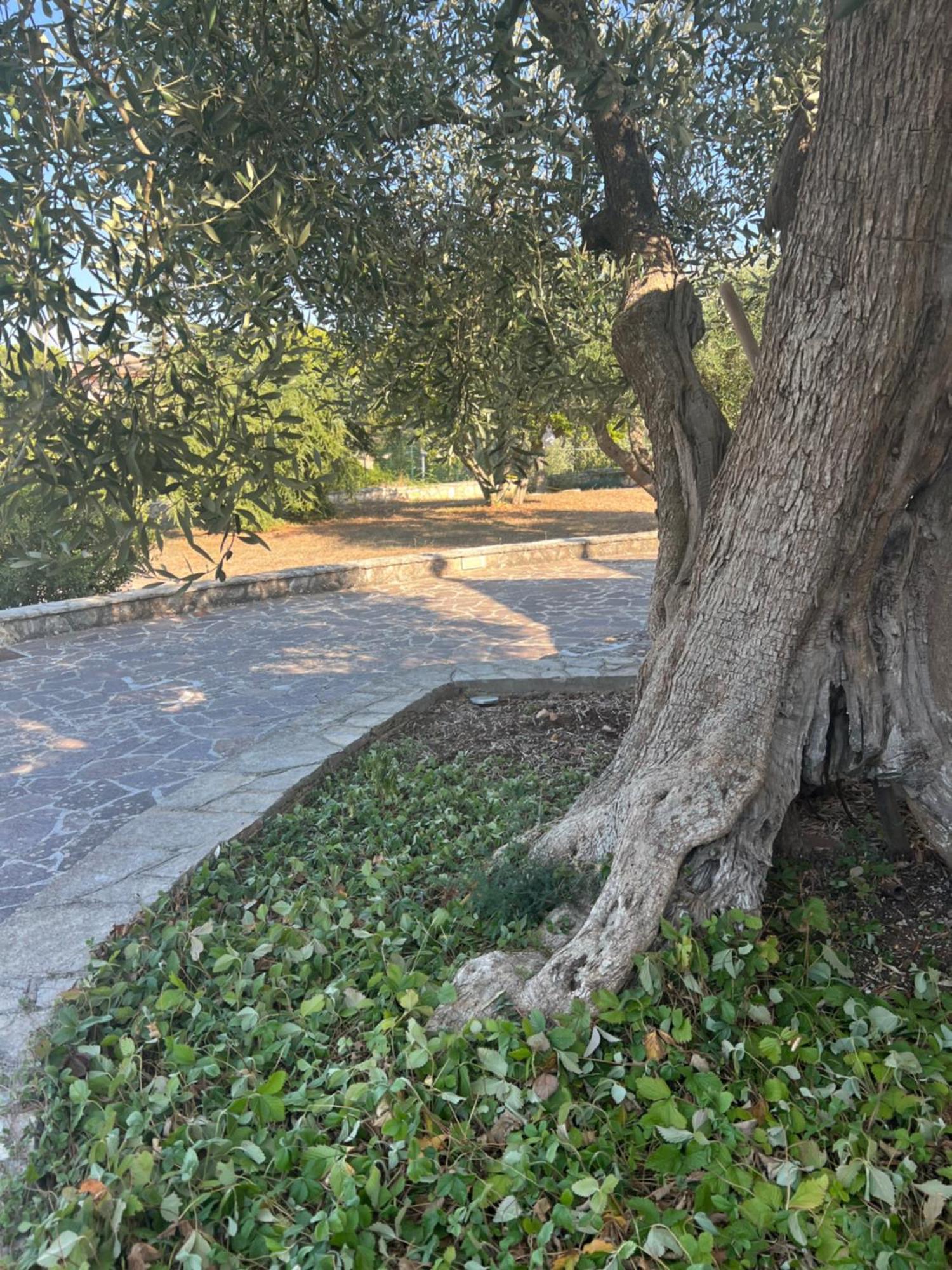 Apartament I Trulli Di Eva Noci Zewnętrze zdjęcie